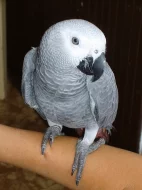 Prodám letošní mládě papouška žako